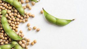 Соевые продукты польза и вред для организма мужчин и женщин
