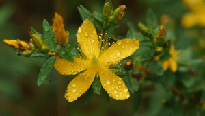 Как правильно заваривать и пить зверобой. Зверобой: полезные свойства, применение и противопоказания