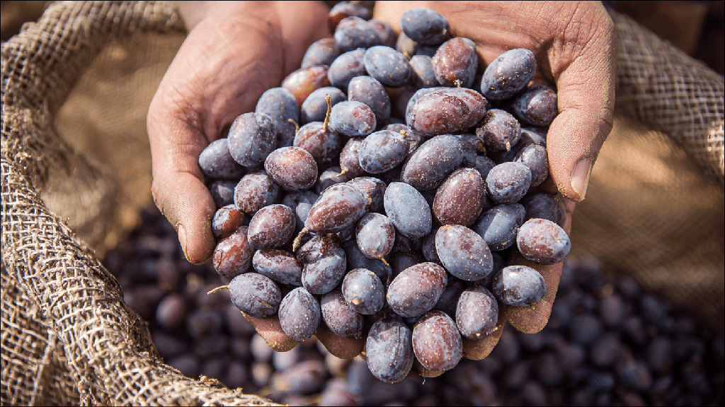 Чем обрабатывают чернослив перед продажей и как убрать остатки обработки. Какие методы обработки применяют для чернослива