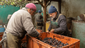 Чем обрабатывают чернослив перед продажей и как убрать остатки обработки. Какие методы обработки применяют для чернослива