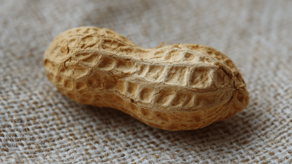 Арахис: польза и вред для организма человека. Полезные свойства арахиса для здоровья