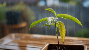 Сныть: польза и вред для организма человека