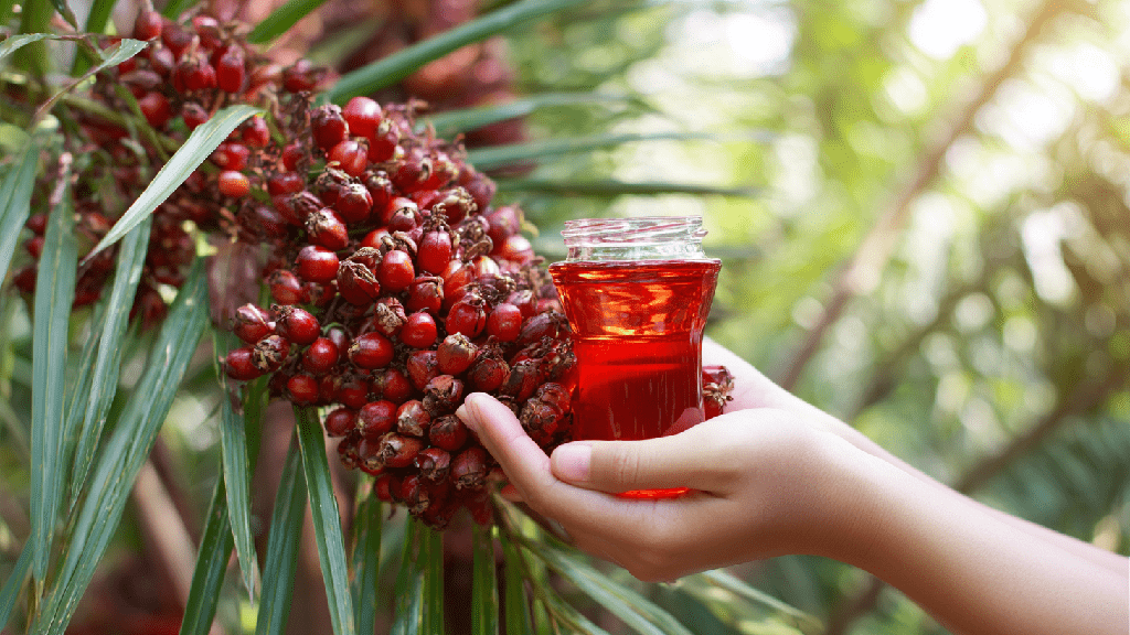 Пальмовое масло: польза и вред для организма человека
