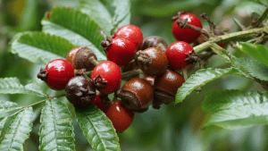 Гуарана польза и вред