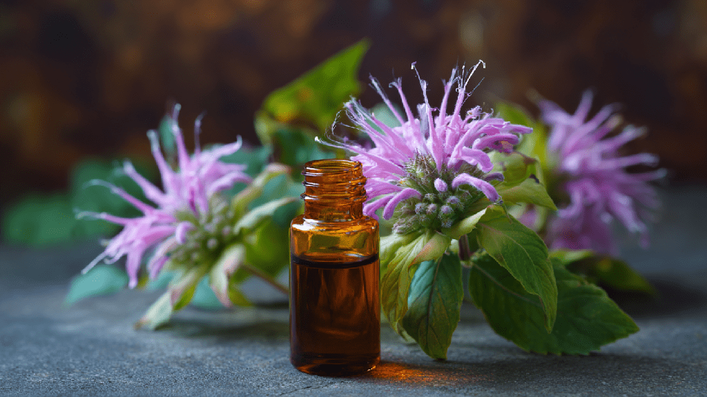 Масло монарды: польза и вред