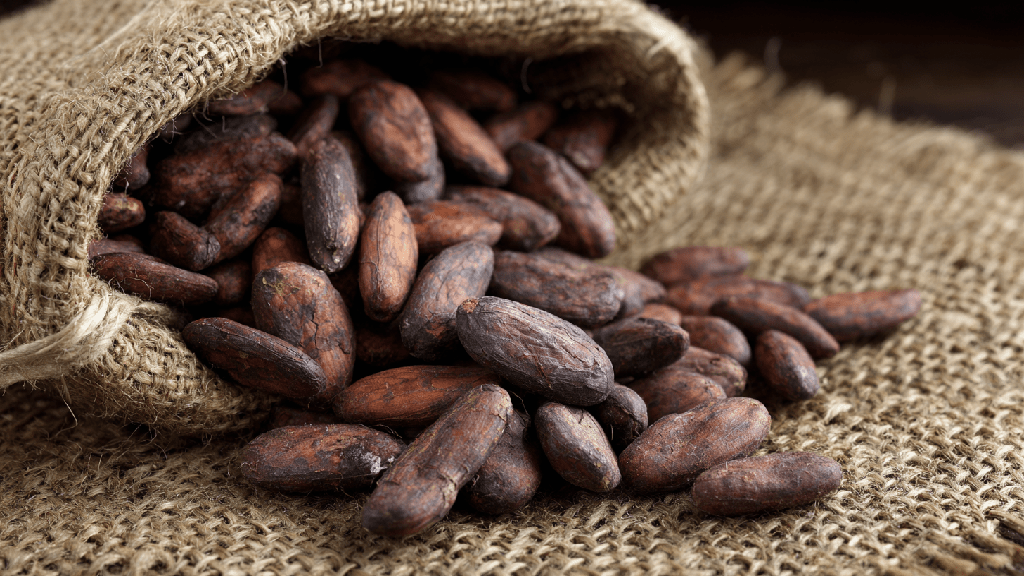 Какао-бобы: польза и вред для организма