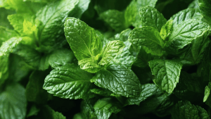 Польза и вред мяты для организма человека