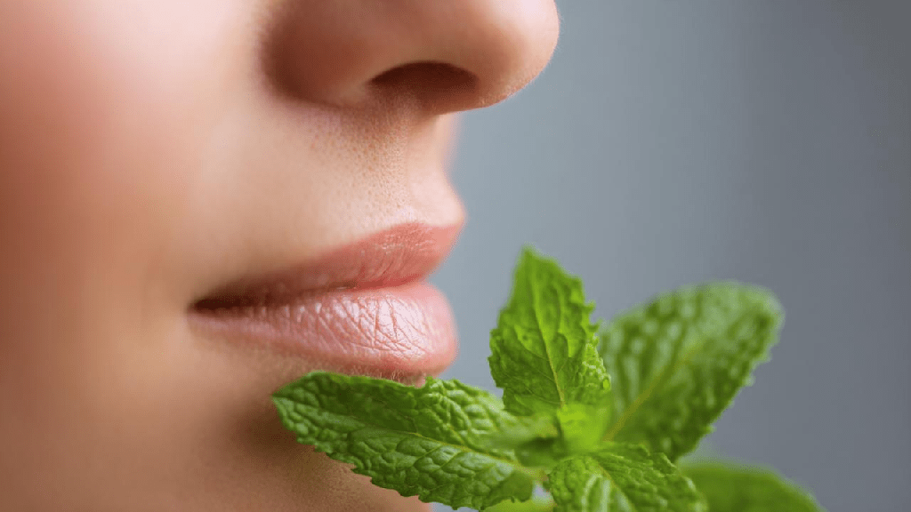 Польза и вред мяты для организма человека

