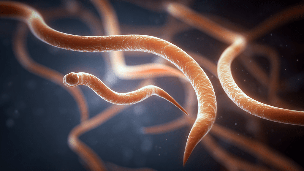 Как развивается паразит, вызывающий бругиоз Жизненный цикл паразита Brugia в организме человека