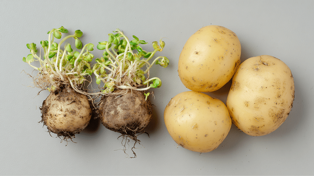 Можно ли беременным и детям есть проросшую картошку