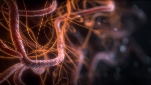 Бругиоз — паразитарное заболевание и его симптомы