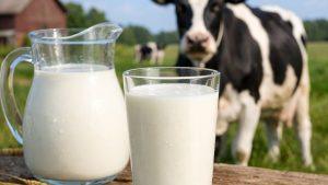 Коровье молоко в питании грудничков