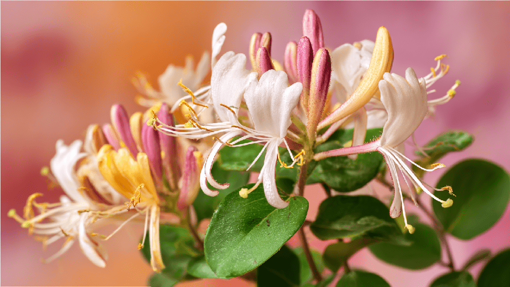 Жимолость польза и вред