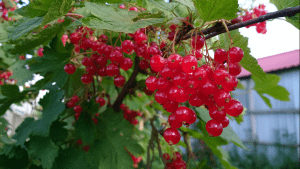 Ирга польза и вред