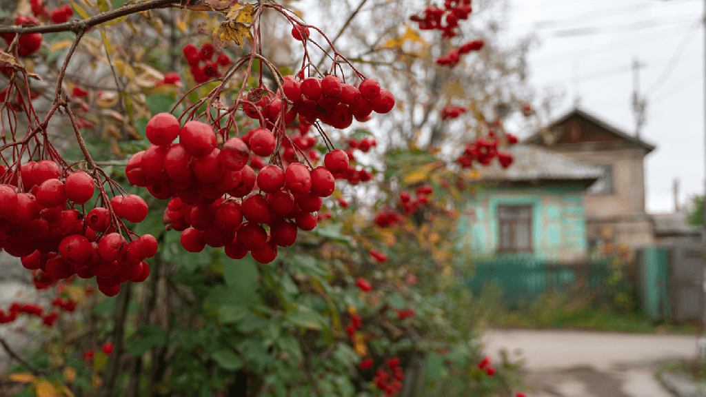 Ирга польза и вред
