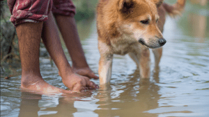 Лептоспироз
