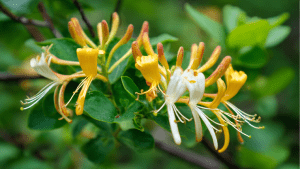 Жимолость польза и вред