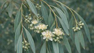 Польза и вред эвкалипта