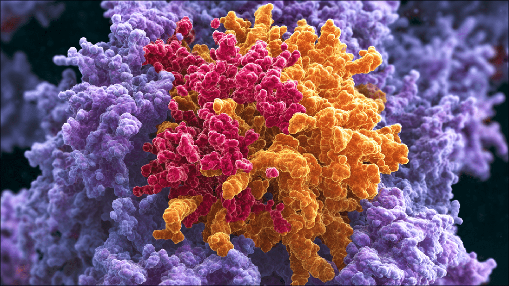 Повышенный иммуноглобулин