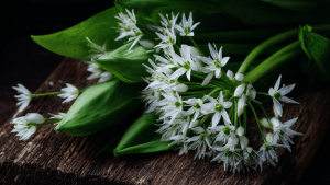 Черемша польза и вред