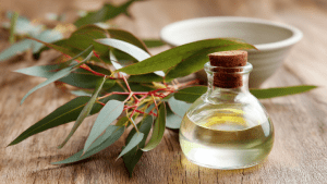 Польза и вред эвкалипта